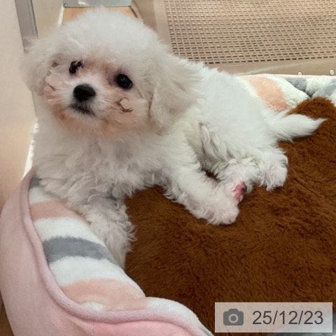 愛知県のビションフリーゼ (ペットプラス 名古屋茶屋店/2025年10月22日生まれ/女の子/ホワイト)の子犬の3枚目の画像