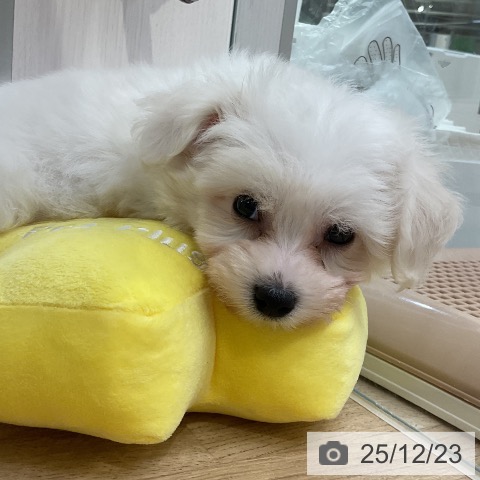 愛知県のビションフリーゼ (ペットプラス mozoワンダーシティ店/2025年10月22日生まれ/女の子/ホワイト)の子犬の4枚目の画像