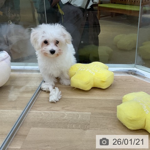 愛知県のビションフリーゼ (ペットプラス mozoワンダーシティ店/2025年10月22日生まれ/女の子/ホワイト)の子犬の3枚目の画像