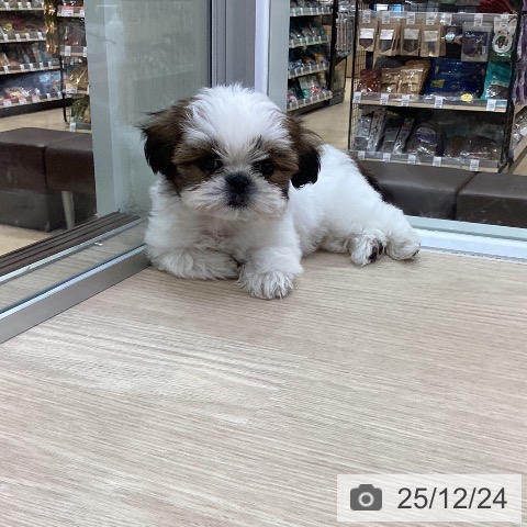 愛知県のシーズー (ペットプラス ナゴヤドーム前店/2025年10月22日生まれ/男の子/ゴールドホワイト)の子犬の4枚目の画像