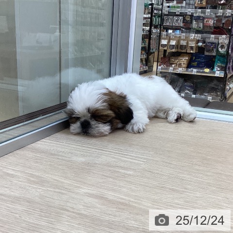 愛知県のシーズー (ペットプラス ナゴヤドーム前店/2025年10月22日生まれ/男の子/ゴールドホワイト)の子犬の3枚目の画像