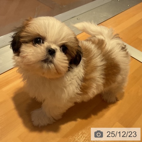 愛知県のシーズー (ペットプラス 名古屋茶屋店/2025年10月22日生まれ/女の子/ゴールドホワイト)の子犬の4枚目の画像
