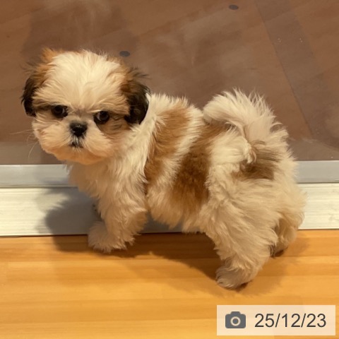 愛知県のシーズー (ペットプラス 名古屋茶屋店/2025年10月22日生まれ/女の子/ゴールドホワイト)の子犬の3枚目の画像