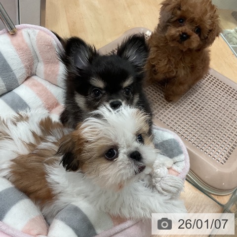 愛知県のシーズー (ペットプラス 名古屋茶屋店/2025年10月22日生まれ/女の子/ゴールドホワイト)の子犬の4枚目の画像