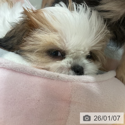 愛知県のシーズー (ペットプラス 名古屋茶屋店/2025年10月22日生まれ/女の子/ゴールドホワイト)の子犬の3枚目の画像