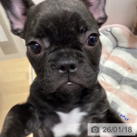 山形県のフレンチブルドッグ (ペットプラス 天童店/2025年10月21日生まれ/女の子/ブリンドル)の子犬の3枚目の画像