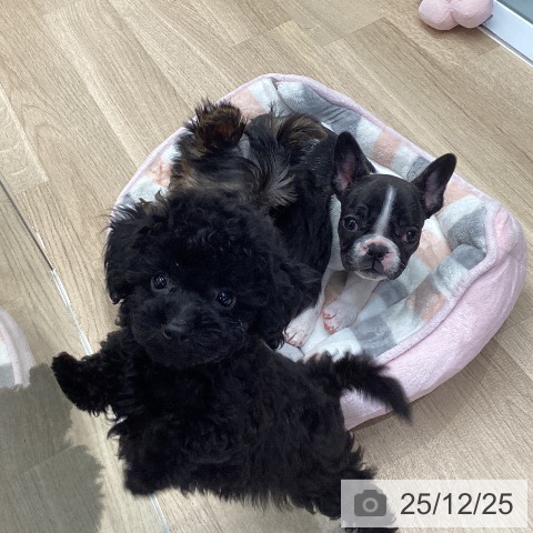 東京都のフレンチブルドッグ (ペットプラス むさし村山店/2025年10月21日生まれ/女の子/パイド)の子犬の4枚目の画像
