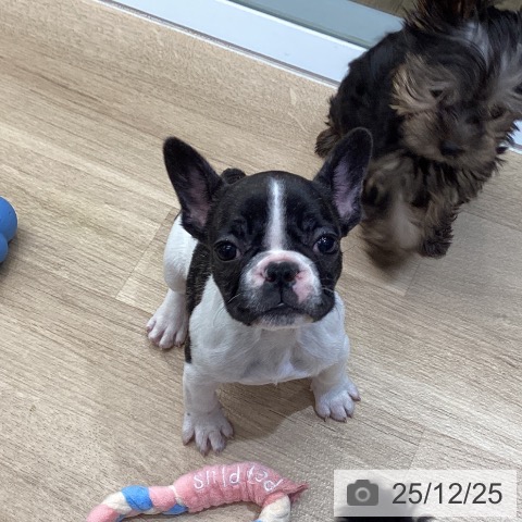 東京都のフレンチブルドッグ (ペットプラス むさし村山店/2025年10月21日生まれ/女の子/パイド)の子犬の3枚目の画像