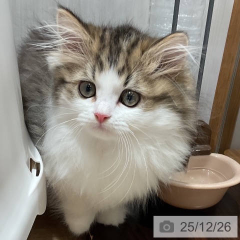 福岡県のミヌエット (ペットプラス 八幡東店/2025年10月18日生まれ/男の子/ブラウンタビーホワイト)の子猫の4枚目の画像