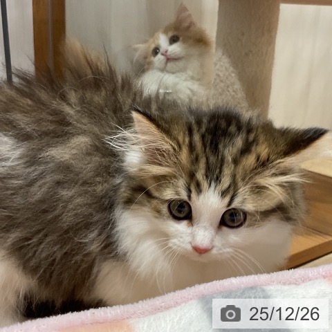 福岡県のミヌエット (ペットプラス 八幡東店/2025年10月18日生まれ/男の子/ブラウンタビーホワイト)の子猫の3枚目の画像