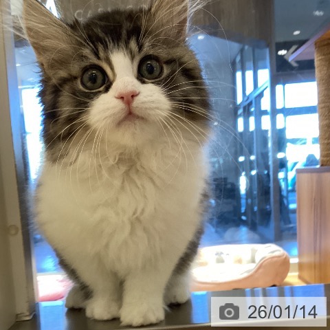 鹿児島県のミヌエット (ペットプラス 姶良店/2025年10月18日生まれ/女の子/ブラウンタビーホワイト)の子猫の3枚目の画像