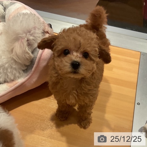 トイ・プードルの写真