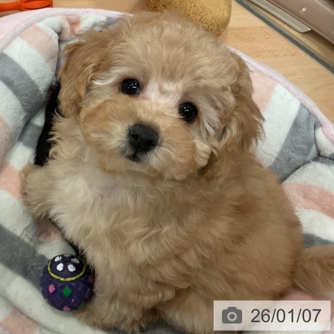 愛知県のトイプードル(トイ) (ペットプラス 名古屋茶屋店/2025年10月22日生まれ/男の子/アプリコット)の子犬の4枚目の画像