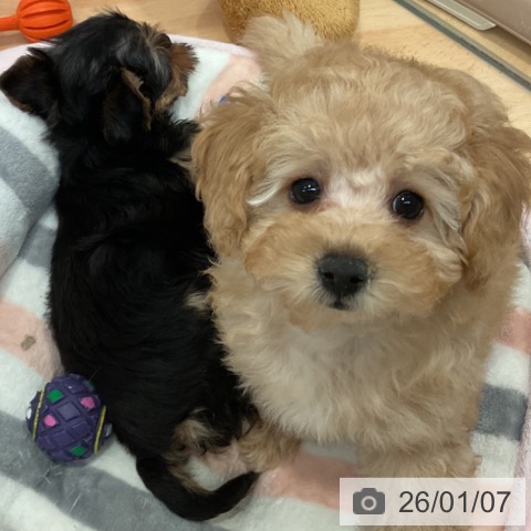 愛知県のトイプードル(トイ) (ペットプラス 名古屋茶屋店/2025年10月22日生まれ/男の子/アプリコット)の子犬の3枚目の画像