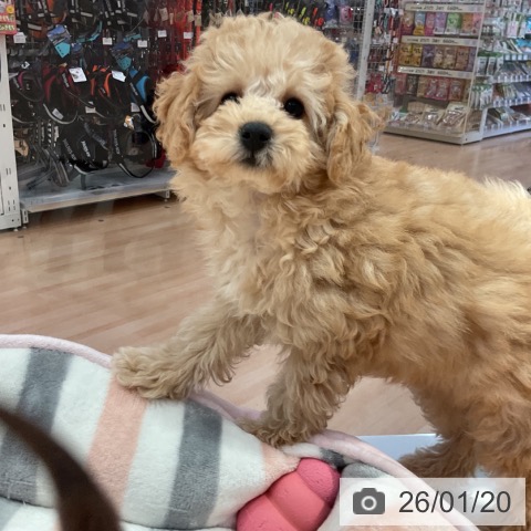 愛知県のトイプードル(トイ) (ペットプラス 名古屋茶屋店/2025年10月22日生まれ/男の子/アプリコット)の子犬の3枚目の画像