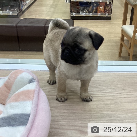 愛知県のパグ (ペットプラス ナゴヤドーム前店/2025年10月17日生まれ/男の子/フォーン)の子犬の4枚目の画像