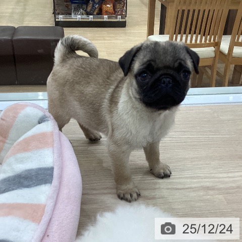 愛知県のパグ (ペットプラス ナゴヤドーム前店/2025年10月17日生まれ/男の子/フォーン)の子犬の3枚目の画像