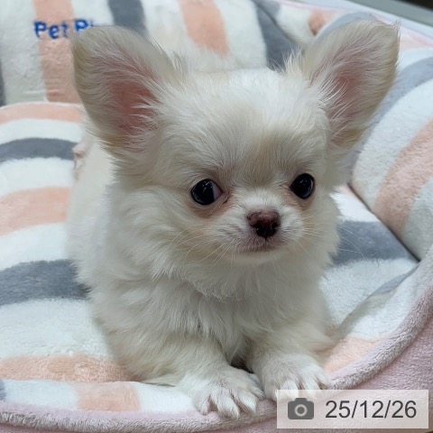 東京都のチワワ(ロング) (ペットプラス MARK IS 葛飾かなまち店/2025年10月20日生まれ/男の子/クリームホワイト)の子犬の3枚目の画像