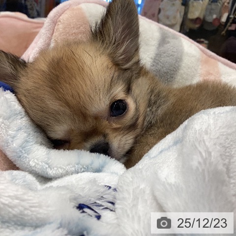 岐阜県のチワワ(ロング) (ペットプラス 各務原店/2025年10月20日生まれ/女の子/レッドホワイト)の子犬の3枚目の画像