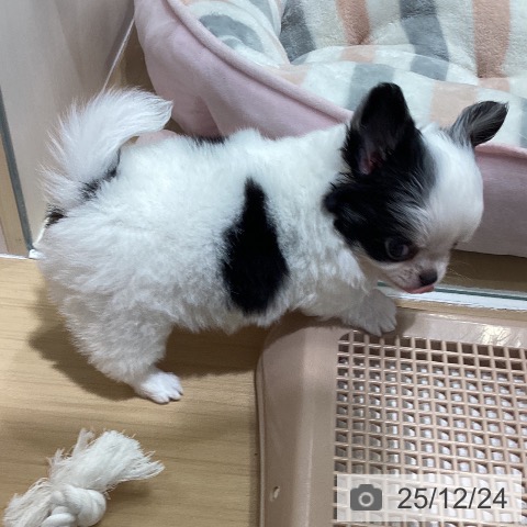 愛知県のチワワ(ロング) (ペットプラス ナゴヤドーム前店/2025年10月22日生まれ/女の子/ホワイトブラック)の子犬の4枚目の画像