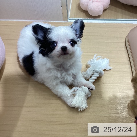 愛知県のチワワ(ロング) (ペットプラス ナゴヤドーム前店/2025年10月22日生まれ/女の子/ホワイトブラック)の子犬の3枚目の画像