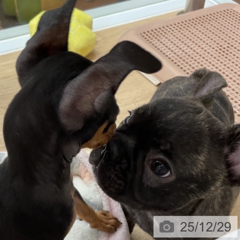 神奈川県のフレンチブルドッグ (ペットプラス 湘南平塚店/2025年10月22日生まれ/男の子/ブリンドル)の子犬の3枚目の画像