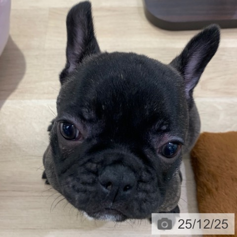 東京都のフレンチブルドッグ (ペットプラス アクアシティお台場店/2025年10月22日生まれ/男の子/ブリンドル)の子犬の4枚目の画像