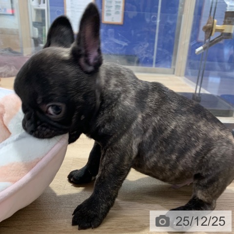 東京都のフレンチブルドッグ (ペットプラス アクアシティお台場店/2025年10月22日生まれ/男の子/ブリンドル)の子犬の3枚目の画像
