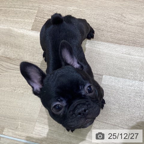 宮城県のフレンチブルドッグ (ペットプラス 名取店/2025年10月22日生まれ/女の子/ブリンドル)の子犬の3枚目の画像