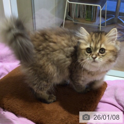 ミヌエットの写真