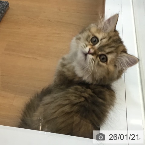 ミヌエットの写真