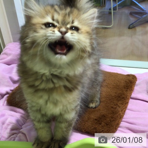 三重県のミヌエット (ペットプラス 東員店/2025年10月22日生まれ/女の子/ブラウンタビー)の子猫の4枚目の画像