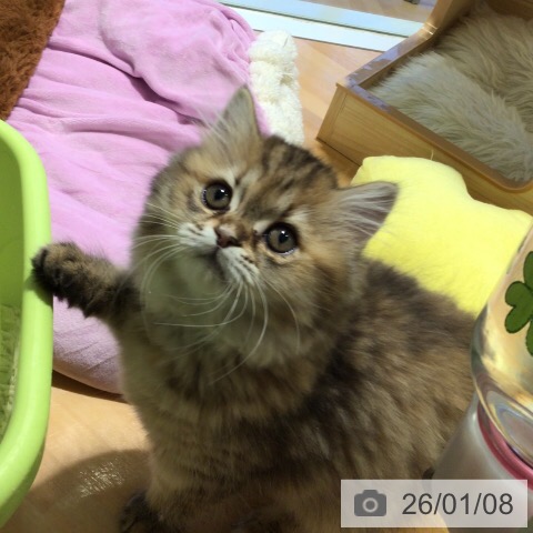 三重県のミヌエット (ペットプラス 東員店/2025年10月22日生まれ/女の子/ブラウンタビー)の子猫の3枚目の画像