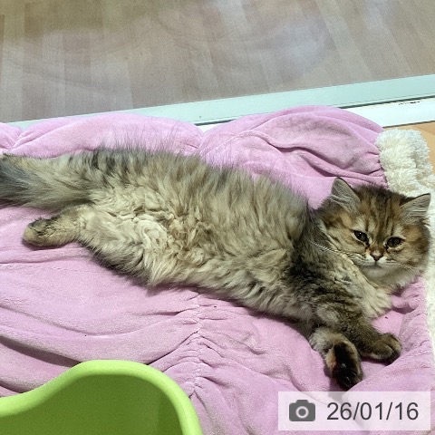 三重県のミヌエット (ペットプラス 東員店/2025年10月22日生まれ/女の子/ブラウンタビー)の子猫の4枚目の画像