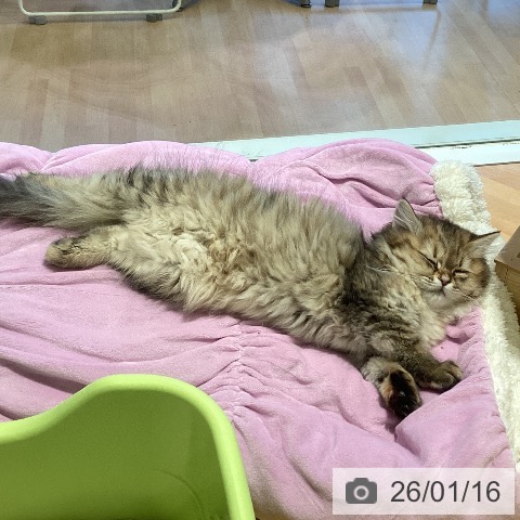 三重県のミヌエット (ペットプラス 東員店/2025年10月22日生まれ/女の子/ブラウンタビー)の子猫の3枚目の画像