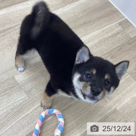 愛知県の柴犬(標準サイズ) (ペットプラス 豊橋牧野店/2025年10月23日生まれ/女の子/黒)の子犬の4枚目の画像