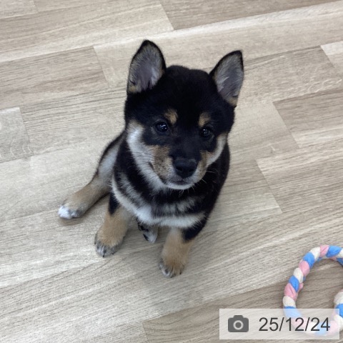 愛知県の柴犬(標準サイズ) (ペットプラス 豊橋牧野店/2025年10月23日生まれ/女の子/黒)の子犬の3枚目の画像