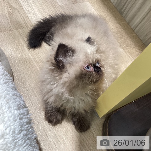 ヒマラヤンの写真