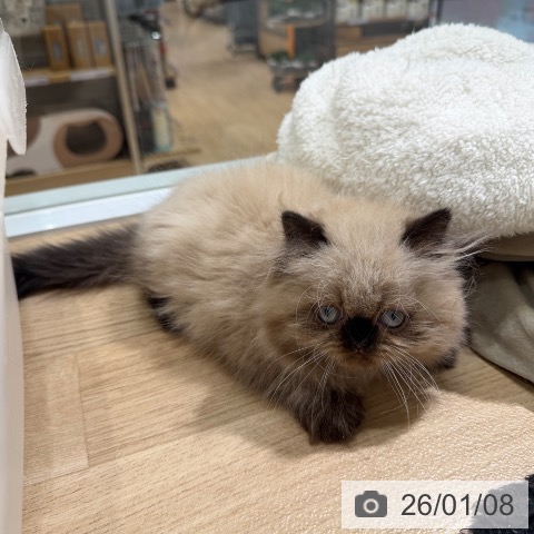 ヒマラヤンの写真