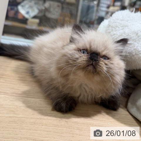 ヒマラヤンの写真