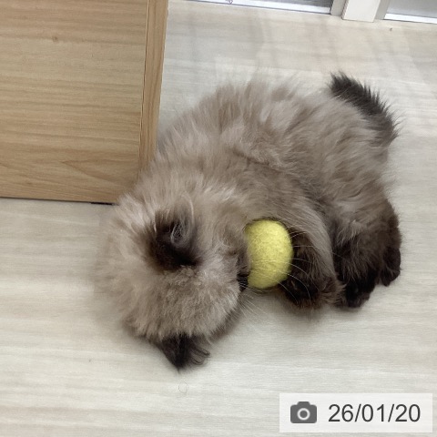 ヒマラヤンの写真