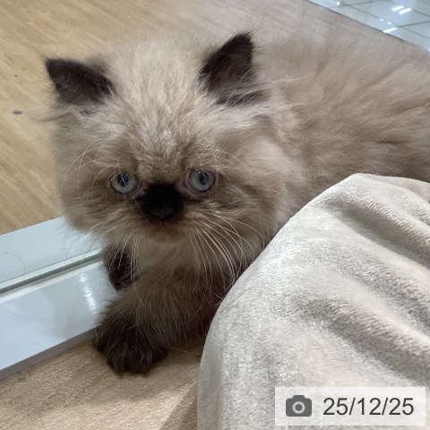 愛知県のヒマラヤン (ペットプラス ナゴヤドーム前店/2025年10月19日生まれ/女の子/シールポイント)の子猫の4枚目の画像