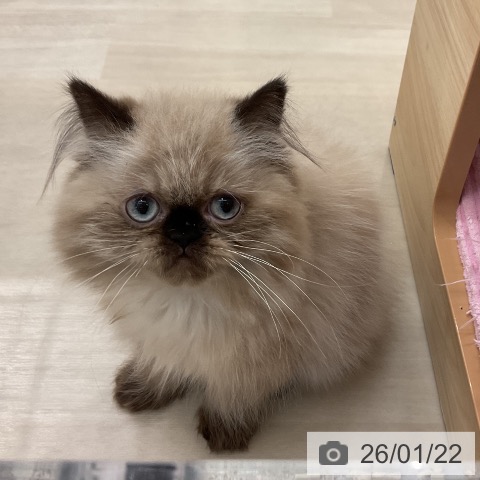 ヒマラヤンの写真