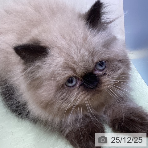 愛知県のヒマラヤン (ペットプラス ナゴヤドーム前店/2025年10月19日生まれ/女の子/シールポイント)の子猫の3枚目の画像