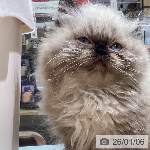 ヒマラヤンの写真