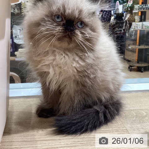 愛知県のヒマラヤン (ペットプラス ナゴヤドーム前店/2025年10月19日生まれ/女の子/シールポイント)の子猫の4枚目の画像