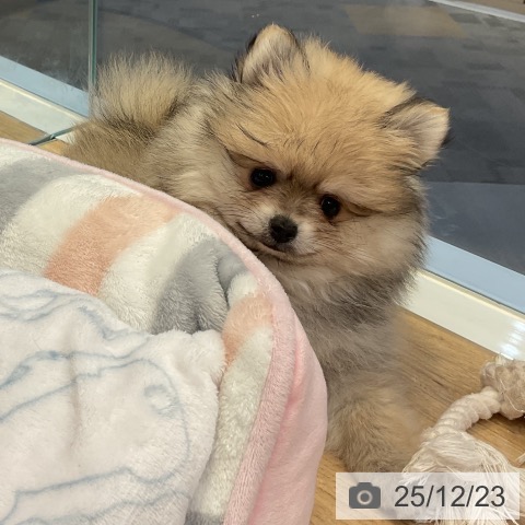 愛知県のポメラニアン (ペットプラス 岡崎店/2025年10月21日生まれ/男の子/クリームセーブル)の子犬の3枚目の画像