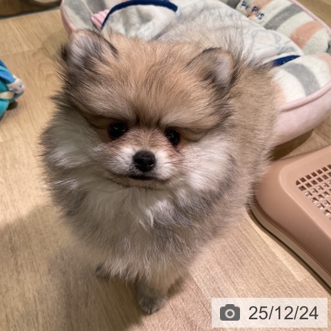 愛知県のポメラニアン (ペットプラス 岡崎店/2025年10月21日生まれ/男の子/クリームセーブル)の子犬の3枚目の画像