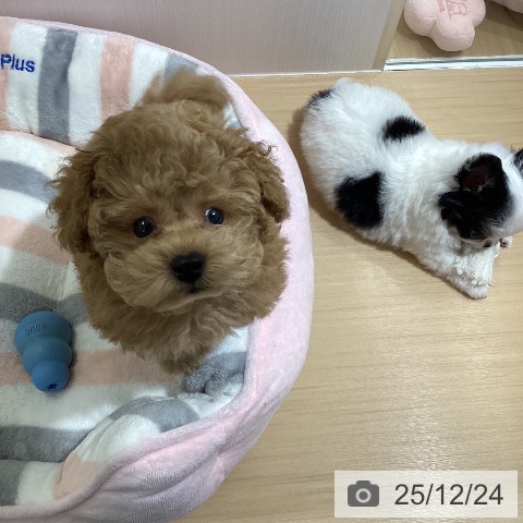 愛知県のトイプードル(トイ) (ペットプラス ナゴヤドーム前店/2025年10月23日生まれ/男の子/アプリコット)の子犬の4枚目の画像