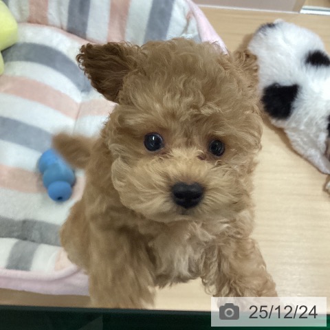 愛知県のトイプードル(トイ) (ペットプラス ナゴヤドーム前店/2025年10月23日生まれ/男の子/アプリコット)の子犬の3枚目の画像